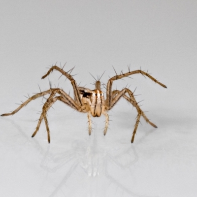 Oxyopes sp. (genus) at Jerrabomberra, NSW - 19 May 2024 by MarkT