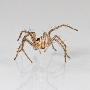 Oxyopes sp. (genus) at QPRC LGA - suppressed