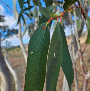 Eucalyptus pauciflora subsp. pauciflora at Googong Foreshore - 20 May 2024