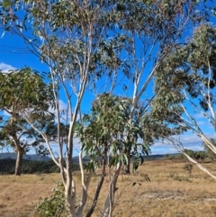 Eucalyptus pauciflora subsp. pauciflora at Googong Foreshore - 20 May 2024