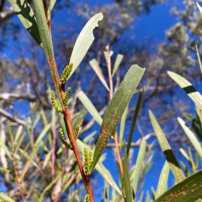 Acacia longifolia subsp. longifolia (sallow or Sydney golden wattle) at Mount Ainslie - 19 May 2024 by waltraud