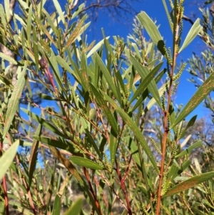 Acacia longifolia subsp. longifolia at Mount Ainslie - 19 May 2024 01:02 PM