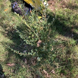 Ligustrum sinense at Mount Ainslie - 19 May 2024