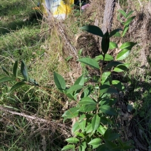 Ligustrum lucidum at Mount Ainslie - 19 May 2024 01:04 PM