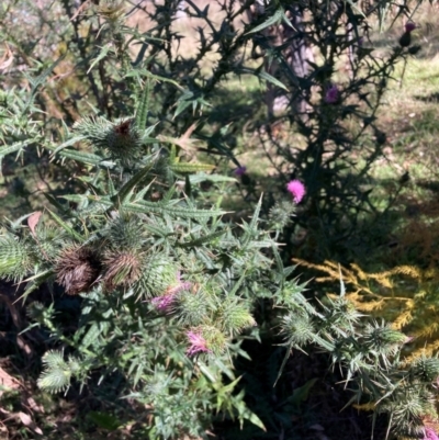 Cirsium vulgare (Spear Thistle) at Mount Ainslie - 19 May 2024 by waltraud