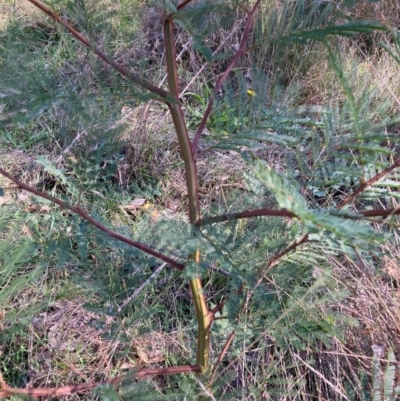 Acacia decurrens (Green Wattle) at Mount Ainslie - 19 May 2024 by waltraud