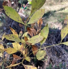 Fraxinus sp. (An Ash) at Mount Ainslie - 19 May 2024 by waltraud