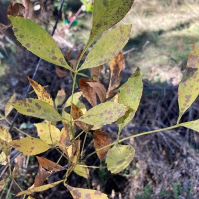 Sorbus domestica at Hackett, ACT - 19 May 2024 by waltraud