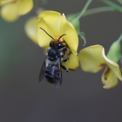 Megachile (Eutricharaea) maculariformis (Gold-tipped leafcutter bee) at Unanderra, NSW - 13 Oct 2019 by PaperbarkNativeBees