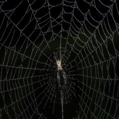 Unidentified Orb-weaving spider (several families) at Acton, ACT - 10 May 2024 by TimL