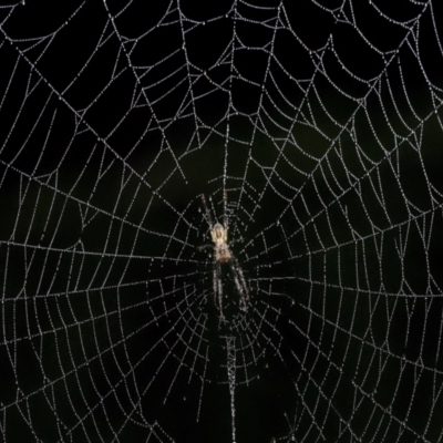 Plebs bradleyi (Enamelled spider) at ANBG - 10 May 2024 by TimL