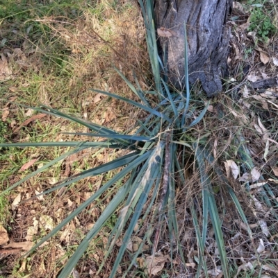 Dianella sp. aff. longifolia (Benambra) (Pale Flax Lily, Blue Flax Lily) at Mount Ainslie - 19 May 2024 by waltraud