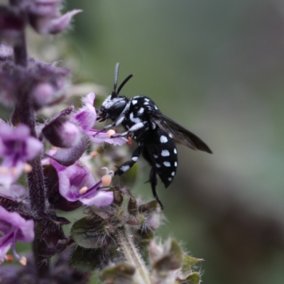 Thyreus lugubris (Domino Cuckoo Bee) at Unanderra, NSW - 7 Mar 2022 by PaperbarkNativeBees