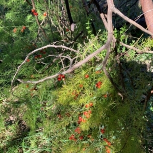 Asparagus officinalis at Mount Ainslie - 19 May 2024 01:53 PM