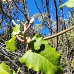 Araujia sericifera (Moth Plant) at Mount Taylor - 20 May 2024 by HarleyB