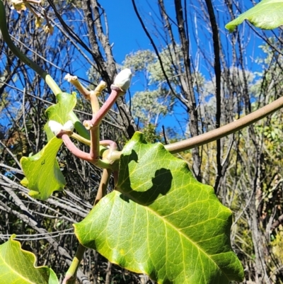 Araujia sericifera (Moth Plant) at Mount Taylor - 20 May 2024 by HarleyB