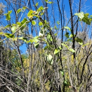 Araujia sericifera at Mount Taylor - 20 May 2024