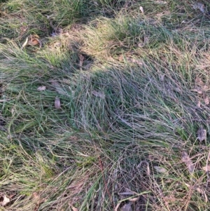 Nassella neesiana at Mount Ainslie - 19 May 2024