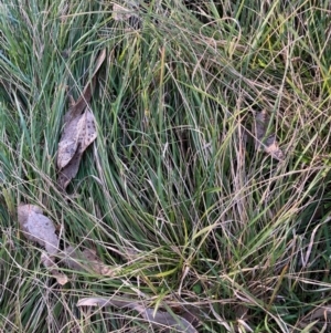 Nassella neesiana at Mount Ainslie - 19 May 2024