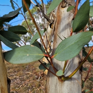 Eucalyptus pauciflora subsp. pauciflora at Googong Foreshore - 20 May 2024 03:18 PM