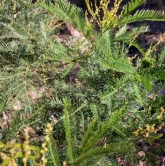 Acacia decurrens (Green Wattle) at Mount Ainslie - 19 May 2024 by waltraud