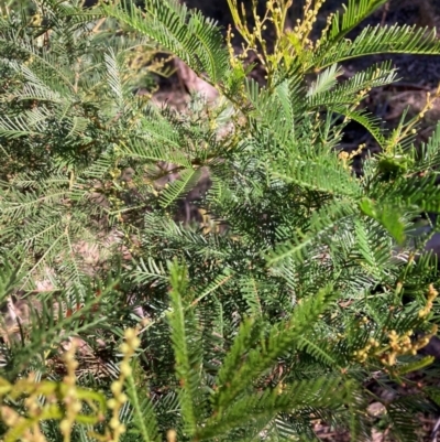 Acacia decurrens at Hackett, ACT - 19 May 2024 by waltraud