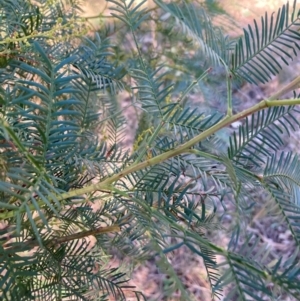 Acacia decurrens at Mount Ainslie - 19 May 2024 01:26 PM