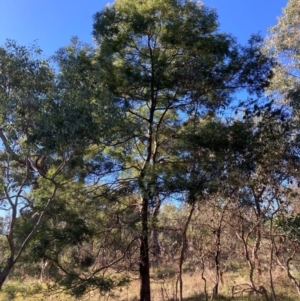 Acacia decurrens at Mount Ainslie - 19 May 2024 01:26 PM