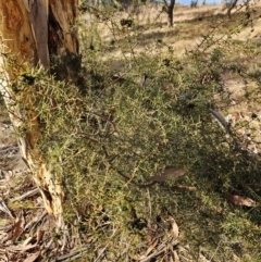 Unidentified Other Shrub at Googong Foreshore - 20 May 2024 by BrianSummers