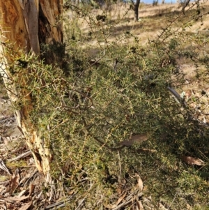 Acacia genistifolia at QPRC LGA - 20 May 2024 03:22 PM