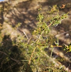 Acacia genistifolia at QPRC LGA - 20 May 2024 03:22 PM