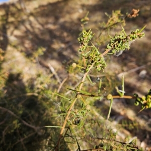 Acacia genistifolia at QPRC LGA - 20 May 2024