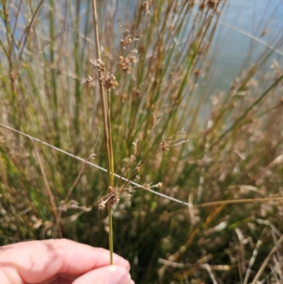 Juncus sp. (A Rush) at Fyshwick, ACT - 20 May 2024 by CapitalReptileSpecialists