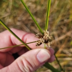 Bolboschoenus medianus (A Sedge) at Jerrabomberra Wetlands - 20 May 2024 by CapitalReptileSpecialists