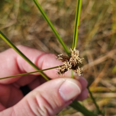 Bolboschoenus medianus (A Sedge) at Fyshwick, ACT - 20 May 2024 by CapitalReptileSpecialists