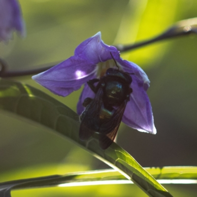 Xylocopa (Lestis) aerata (Golden-Green Carpenter Bee) at Keiraville, NSW - 11 Oct 2020 by PaperbarkNativeBees