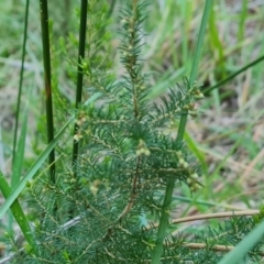 Erica lusitanica (Spanish Heath ) at Isaacs, ACT - 20 May 2024 by Mike