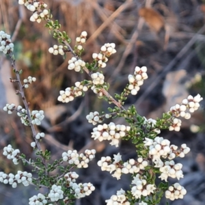 Cryptandra amara at Wanniassa Hill - 20 May 2024