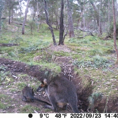 Wallabia bicolor (Swamp Wallaby) at Jacka, ACT - 20 May 2024 by Jiggy