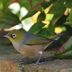 Zosterops lateralis (Silvereye) at Wollondilly Local Government Area - 20 May 2024 by Freebird