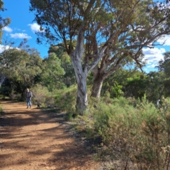 Eucalyptus blakelyi (Blakely's Red Gum) at Mount Ainslie - 20 May 2024 by abread111