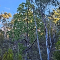 Brachychiton populneus (Kurrajong) at Uriarra Village, ACT - 20 May 2024 by BethanyDunne