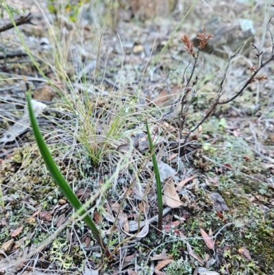 Thelymitra (Genus) (Sun Orchid) at Uriarra Village, ACT - 20 May 2024 by BethanyDunne