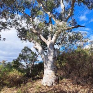 Eucalyptus rossii at Mount Ainslie - 20 May 2024 01:51 PM