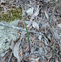 Thelymitra (Genus) (Sun Orchid) at Uriarra Village, ACT - 20 May 2024 by BethanyDunne