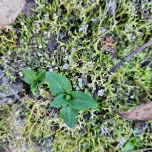 Pterostylis sp. at Uriarra Village, ACT - suppressed