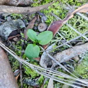 Pterostylis sp. at Uriarra Village, ACT - suppressed