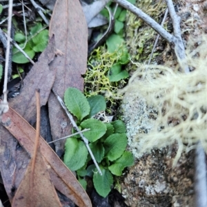 Pterostylis sp. at Uriarra Village, ACT - 20 May 2024