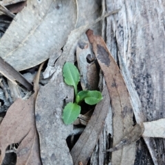 Pterostylis sp. (A Greenhood) at Uriarra Village, ACT - 20 May 2024 by BethanyDunne