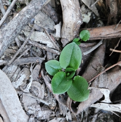 Pterostylis sp. (A Greenhood) at Uriarra Village, ACT - 20 May 2024 by BethanyDunne